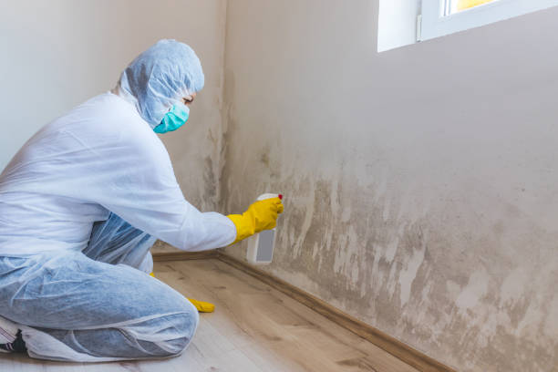 Hvac And Air Duct Mold Remediation inspection of HVAC system in Black Creek