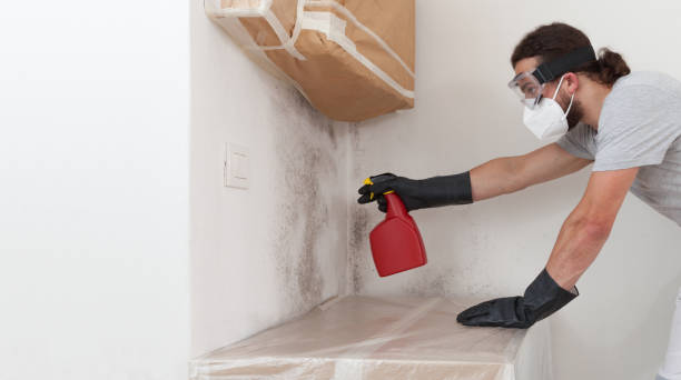 Basement Mold Remediation treatment on basement walls in Black Creek